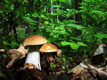  Image name: 245 Porcino.jpg 
 width: 370 pixel 
 height: 278 pixel 
 Size: 11957 bytes 
 Click to enlarge 